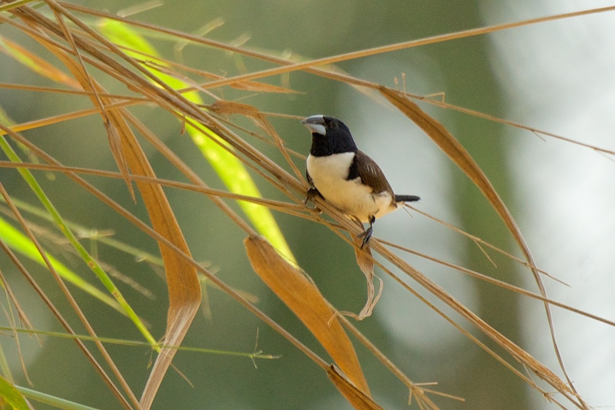 Magpie Mannikin - ML76890271