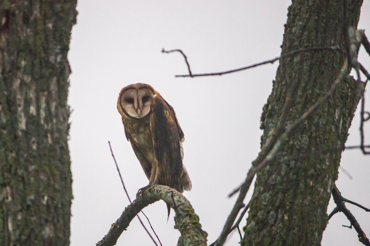 American Barn Owl - Morgan Quimby