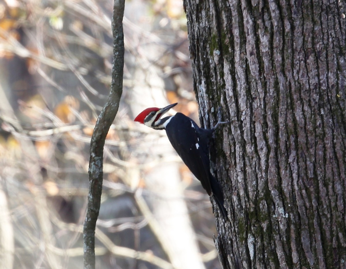 Pileated Woodpecker - ML76892551