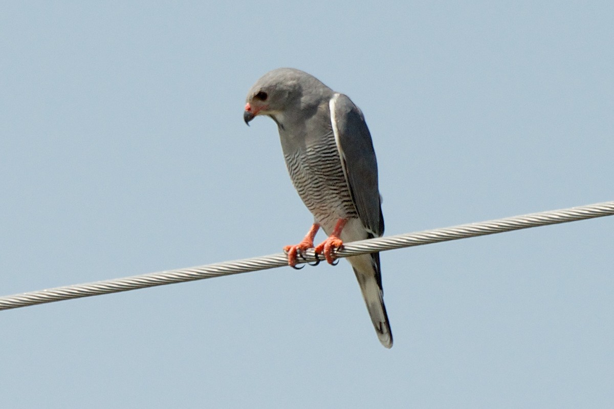 Lizard Buzzard - ML76892991