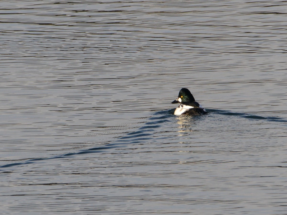 Common Goldeneye - Alan Van Norman