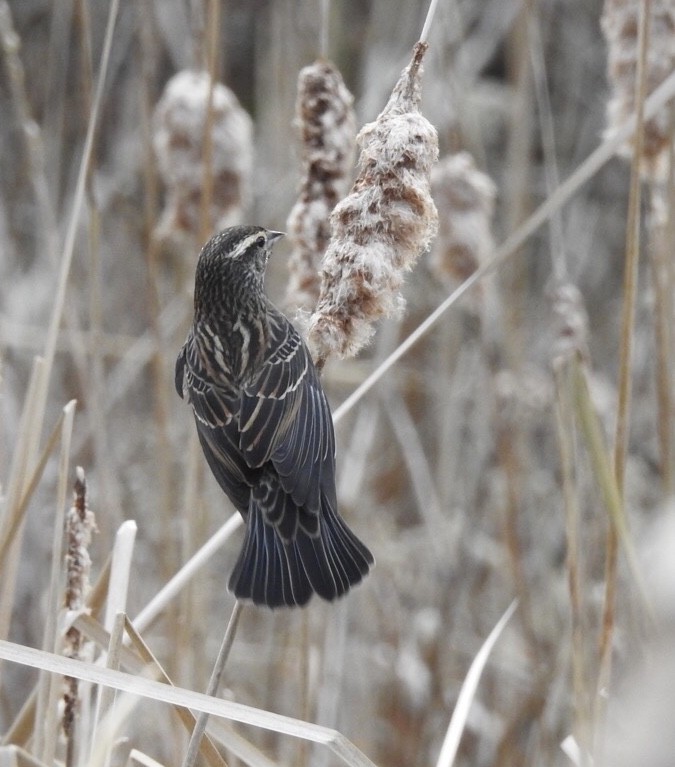 Red-winged Blackbird - ML76895331