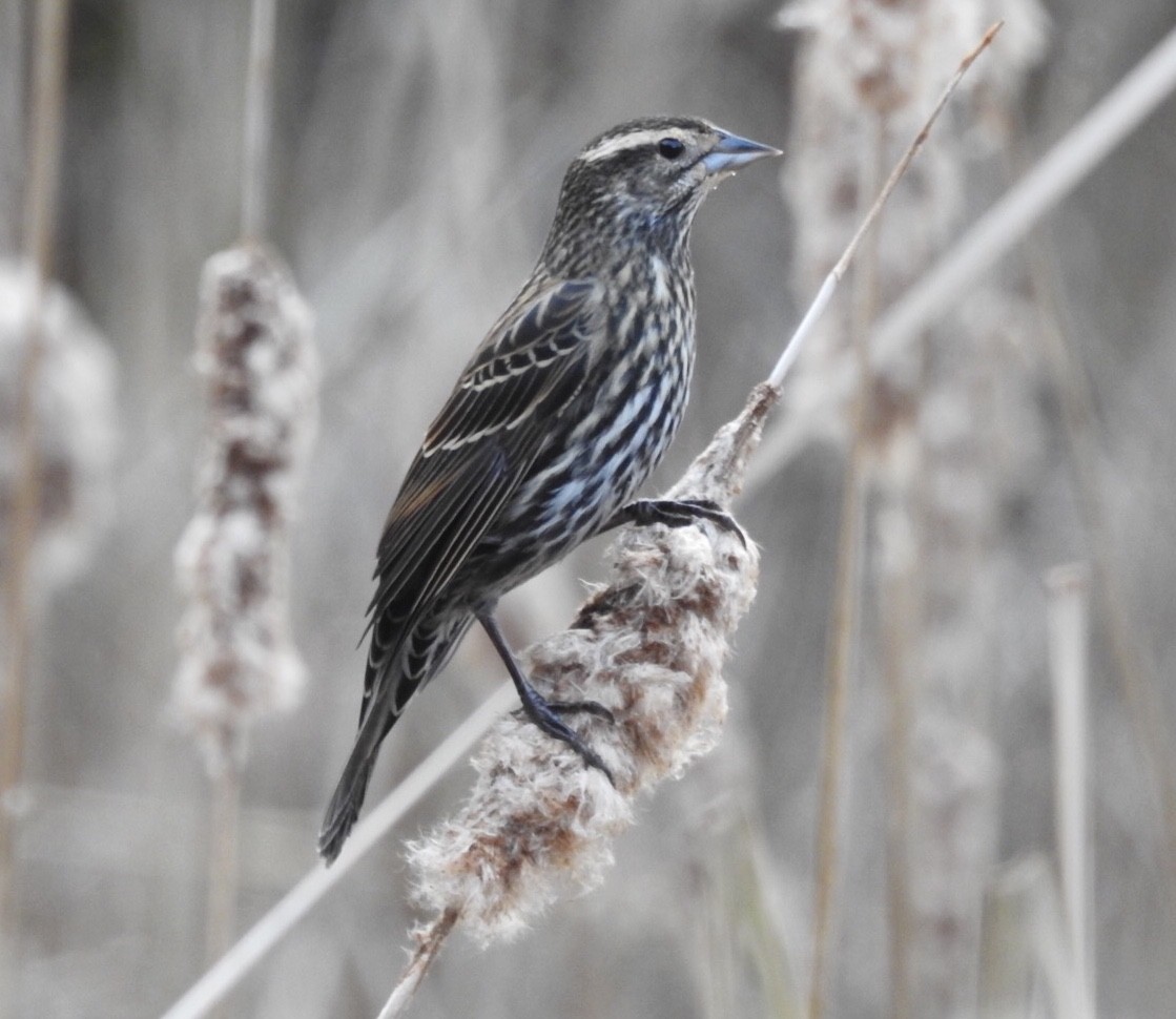 Red-winged Blackbird - ML76895351
