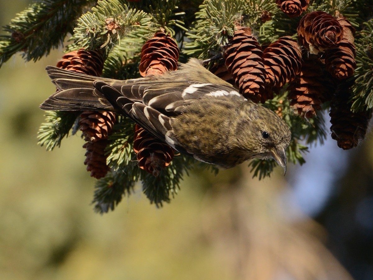 White-winged Crossbill - Alan Van Norman