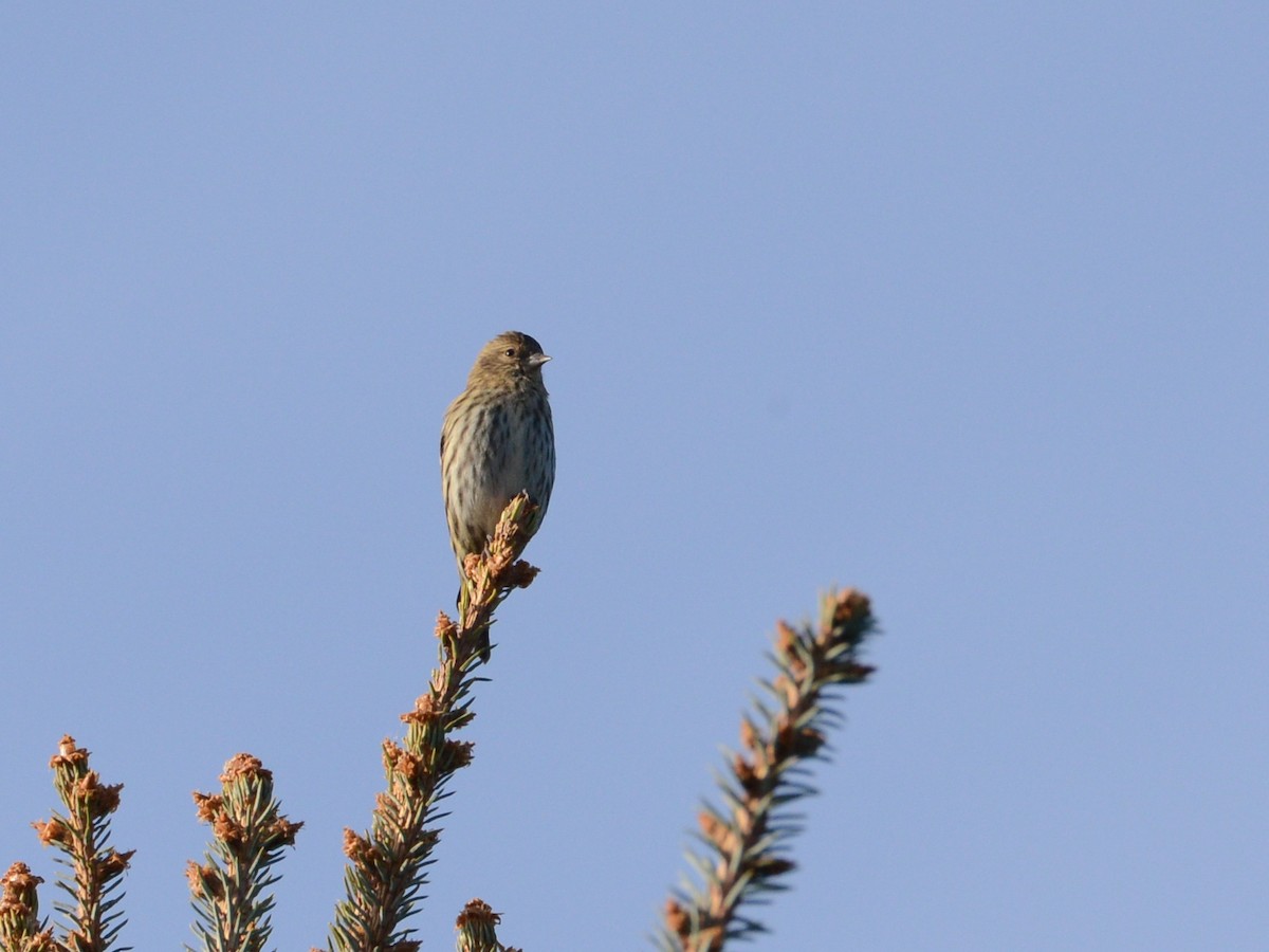 Pine Siskin - Alan Van Norman