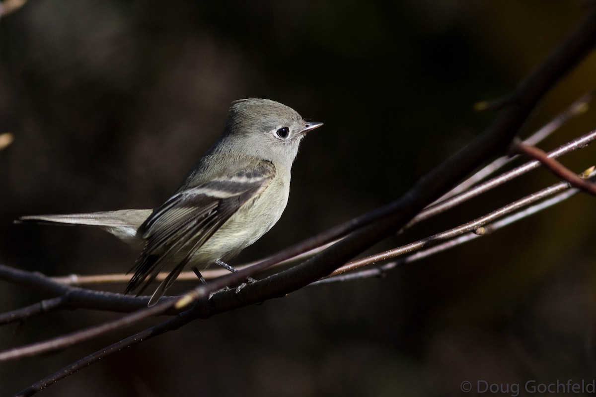 Hammond's Flycatcher - ML76899131