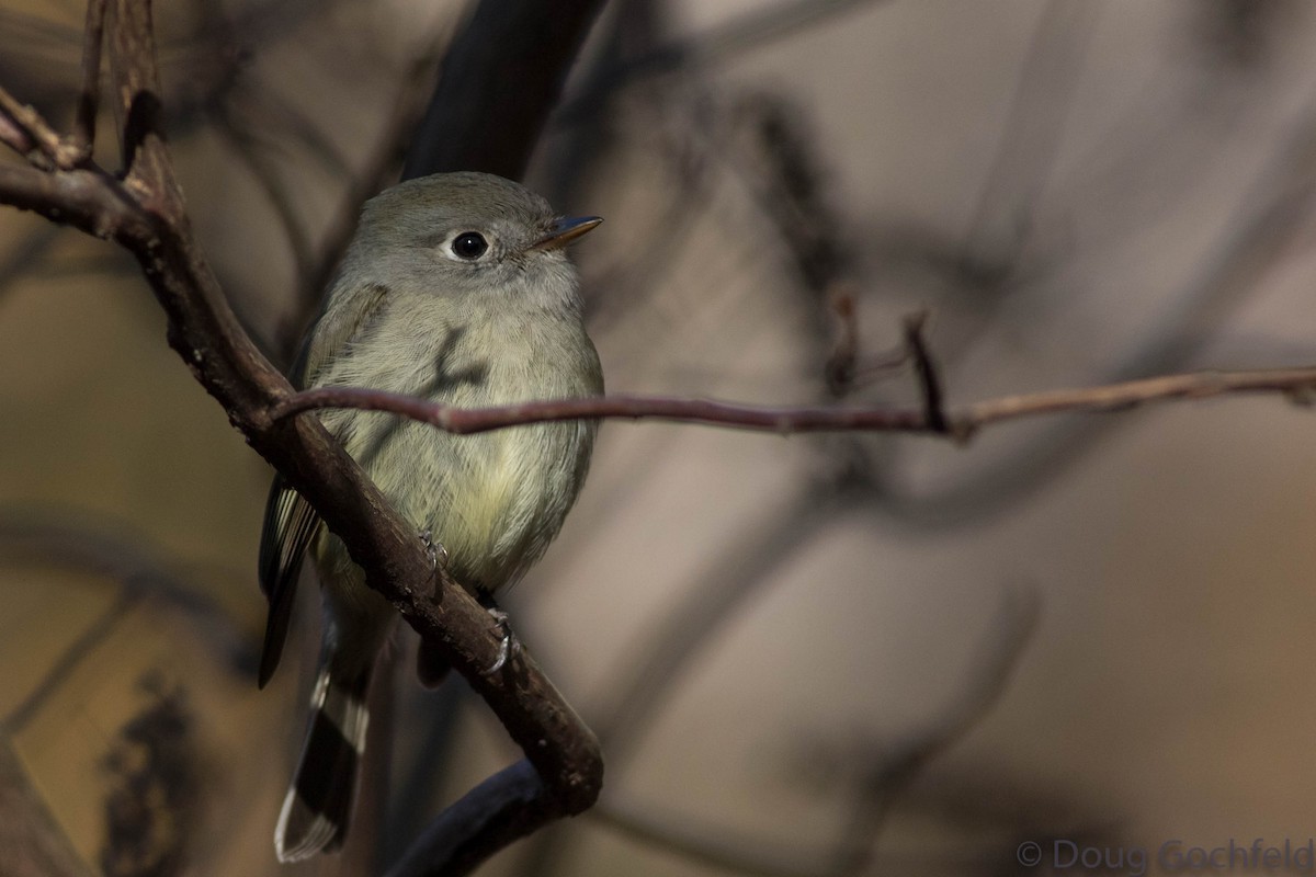 Hammond's Flycatcher - ML76899141