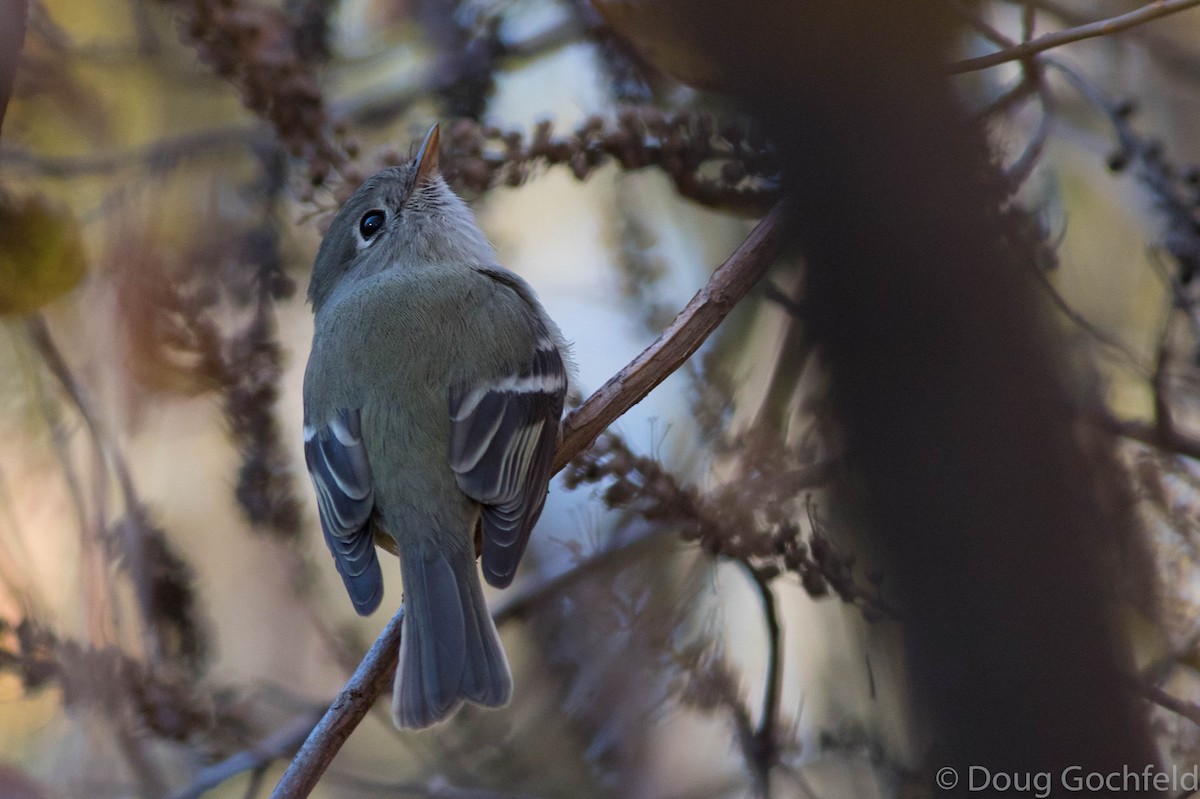 Hammond's Flycatcher - ML76899151