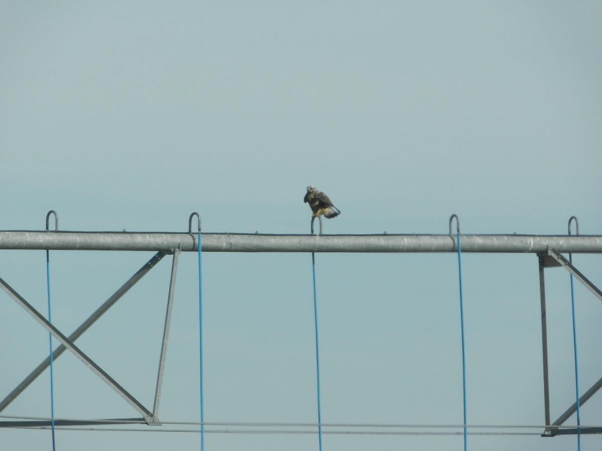 Rough-legged Hawk - ML76899321