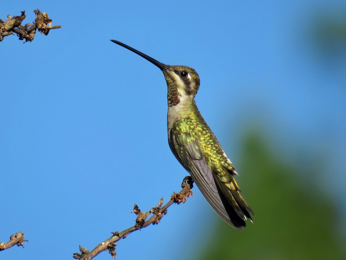 Plain-capped Starthroat - John van Dort