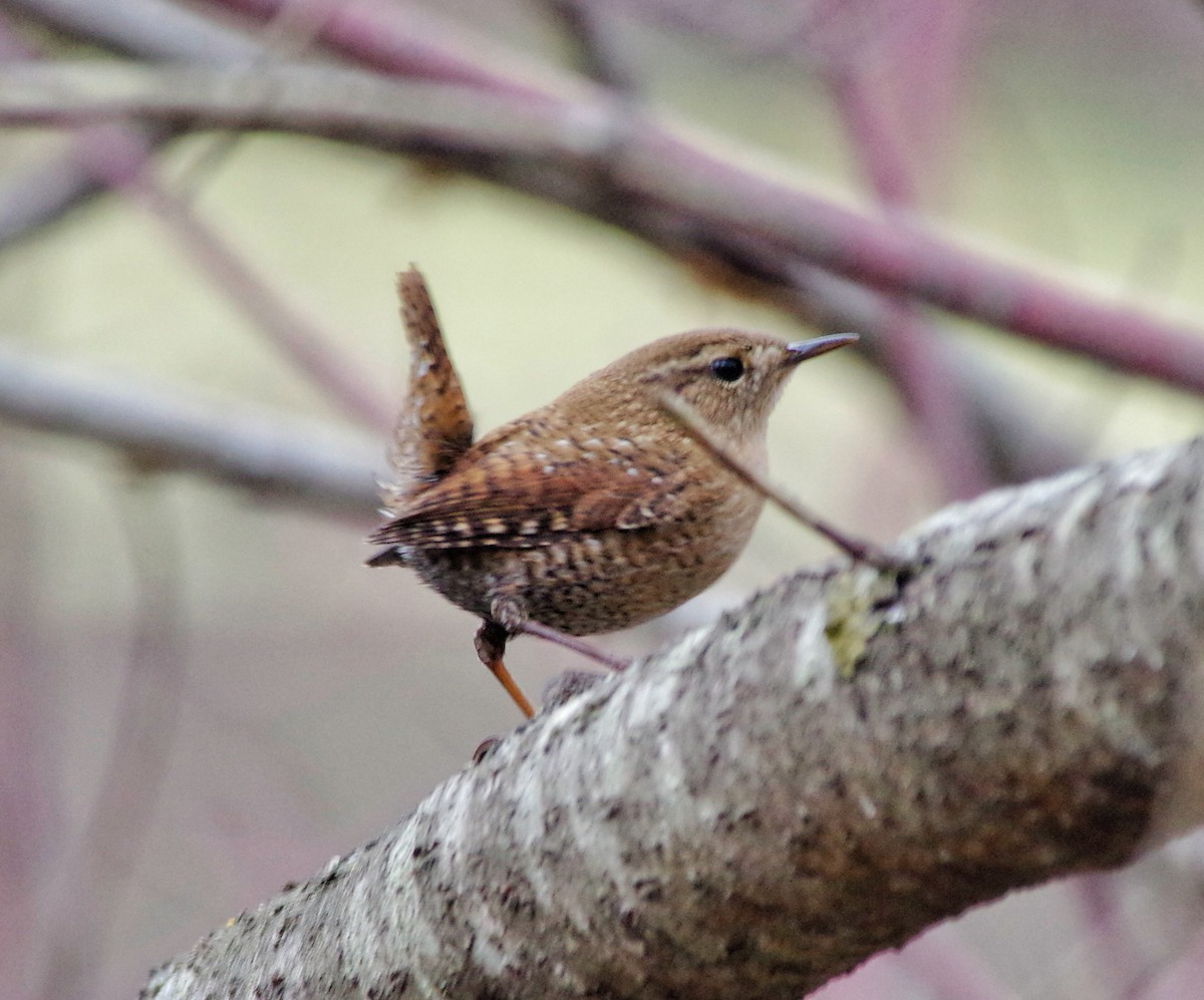 Winter Wren - ML76902791