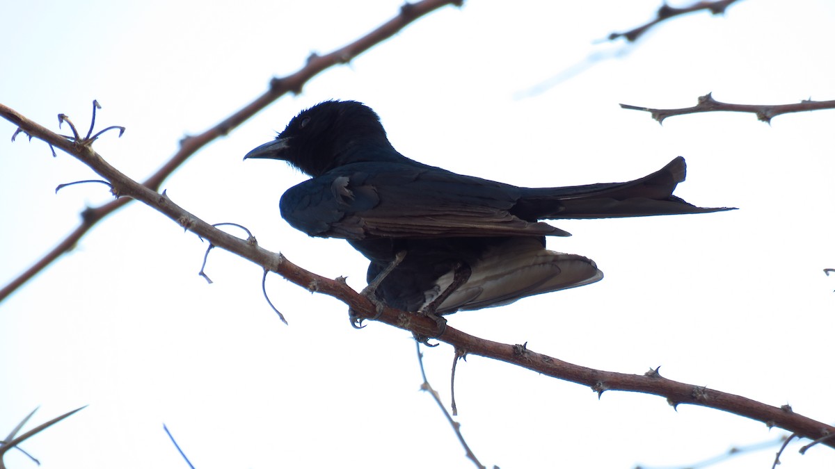 Fork-tailed Drongo - Shane Dollman