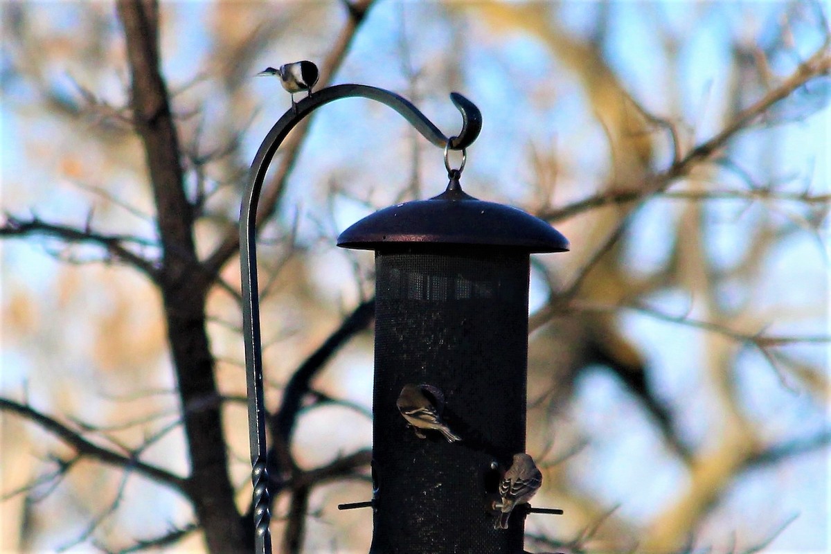 Black-capped Chickadee - ML76903151