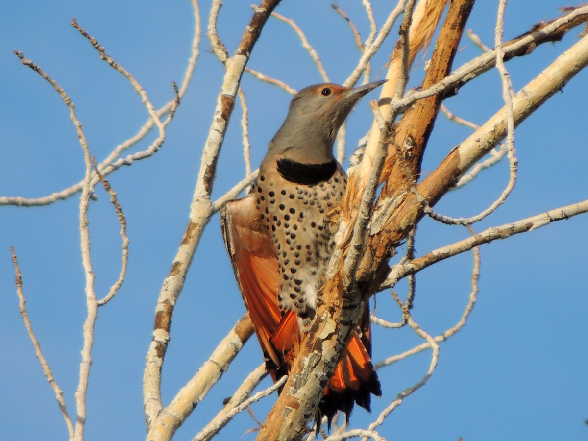 Northern Flicker - ML76903261