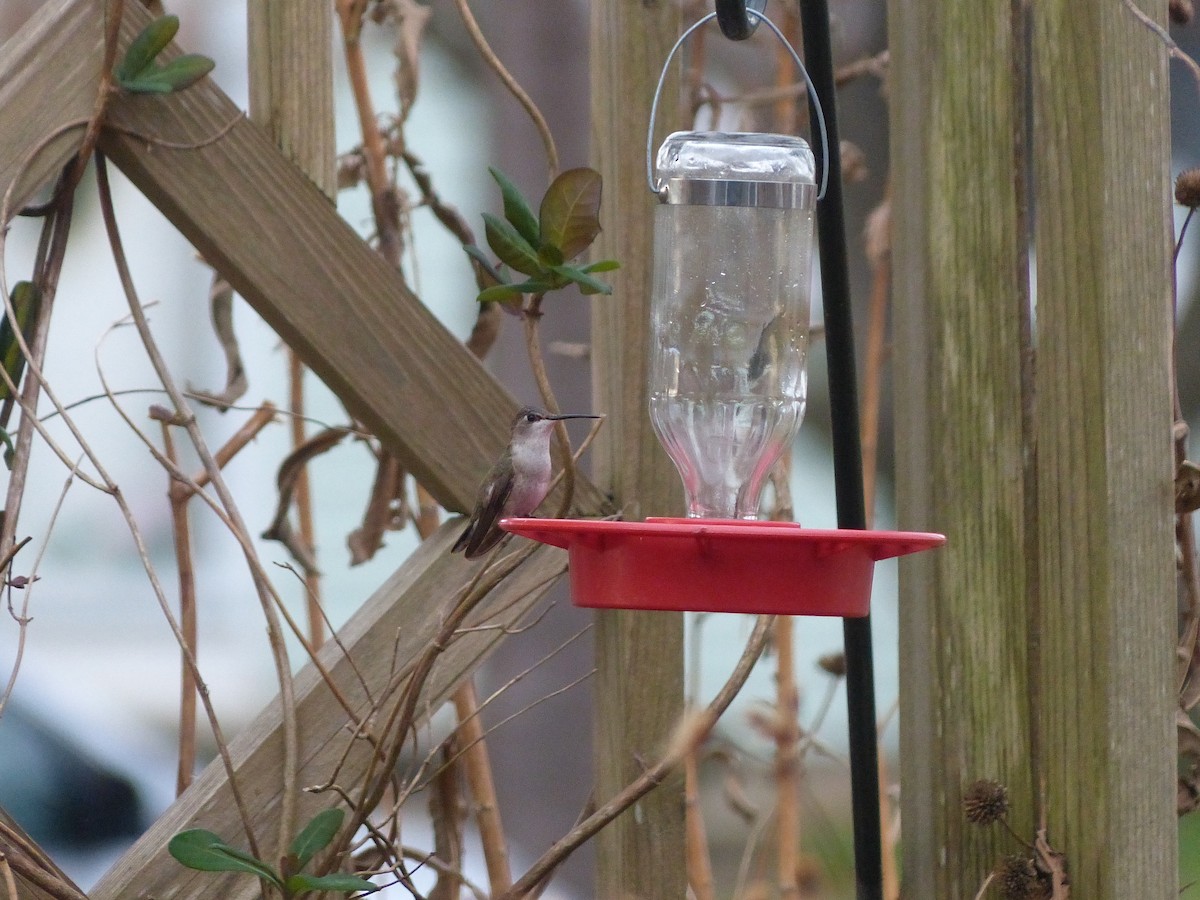 Black-chinned Hummingbird - Nicholas Delo