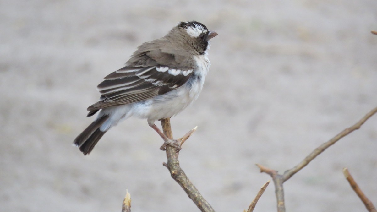 White-browed Sparrow-Weaver - Shane Dollman