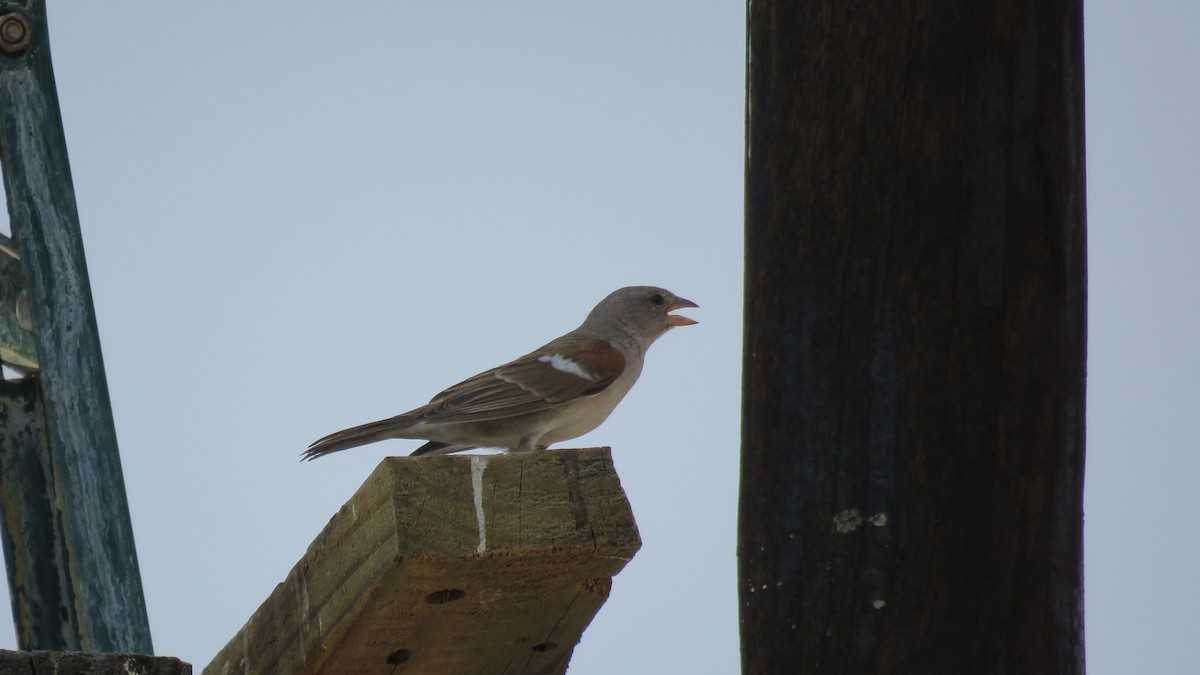 Southern Gray-headed Sparrow - Shane Dollman