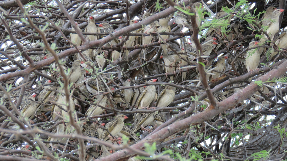 Red-billed Quelea - ML76904001