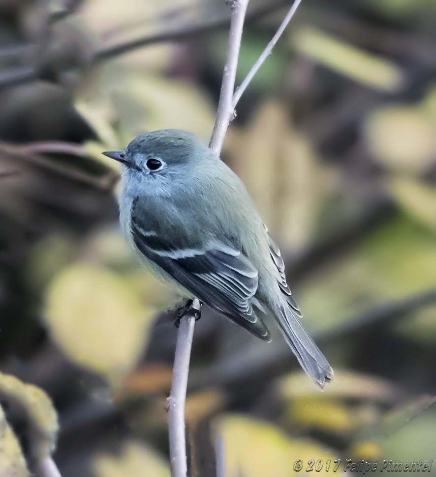 Hammond's Flycatcher - ML76904381