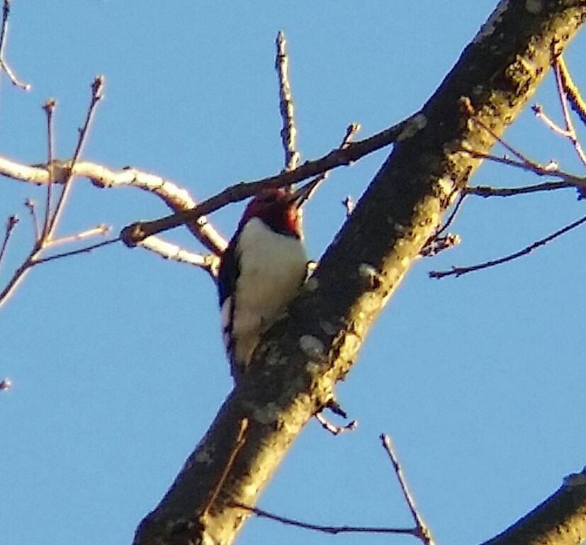 Red-headed Woodpecker - ML76904671
