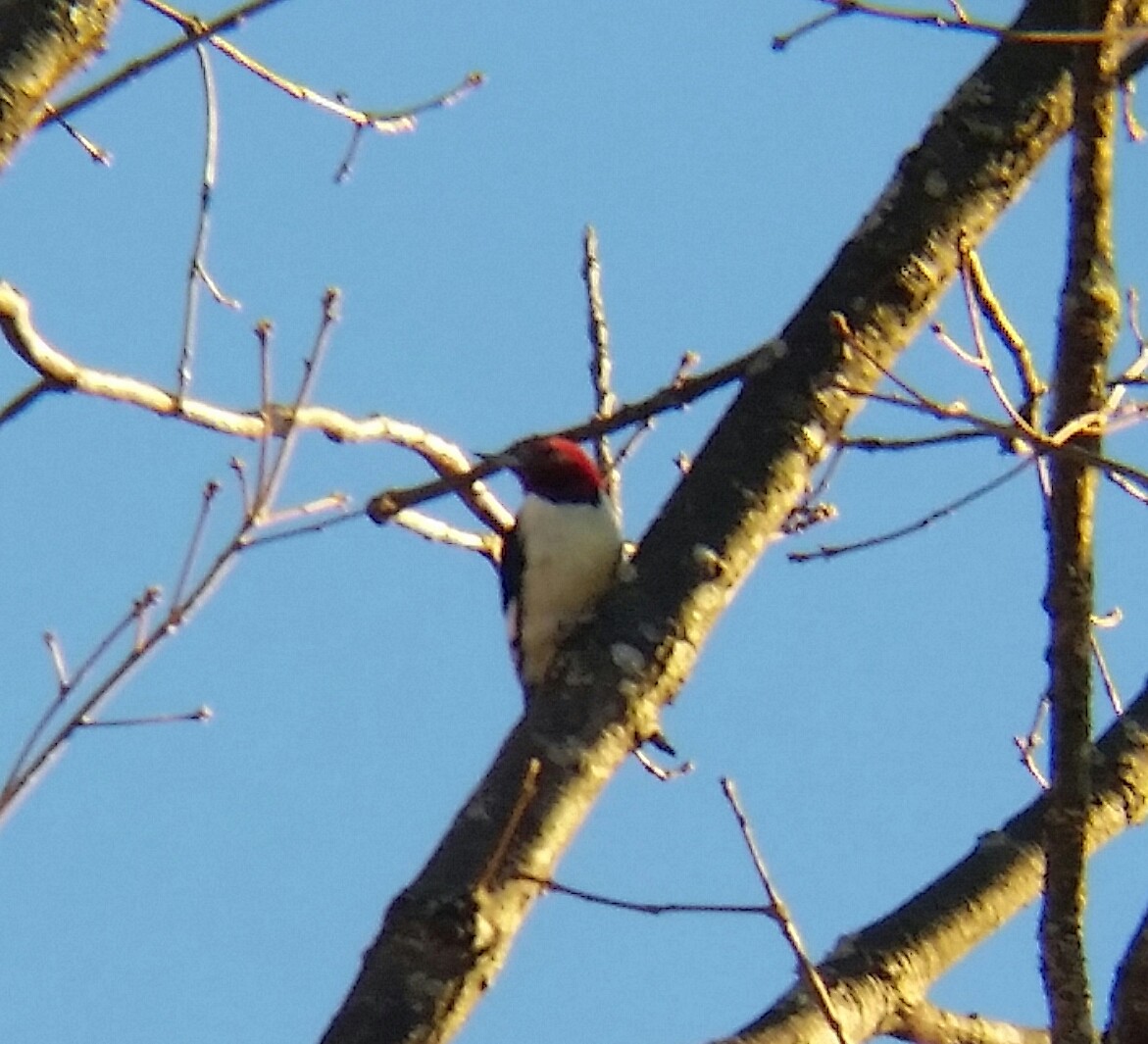 Red-headed Woodpecker - ML76904691