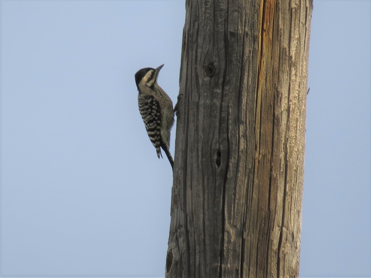 Ladder-backed Woodpecker - ML76908771