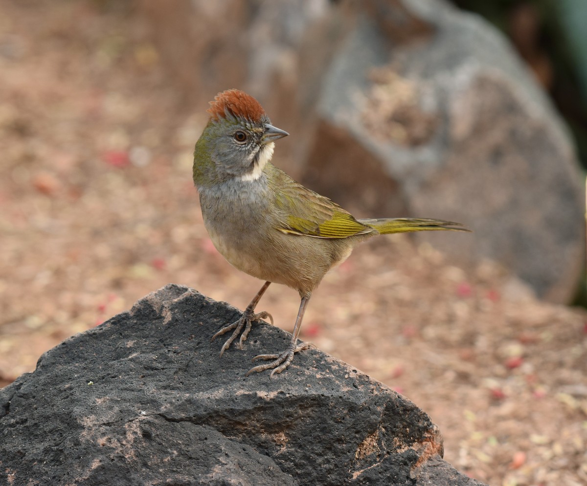 Green-tailed Towhee - ML76909081