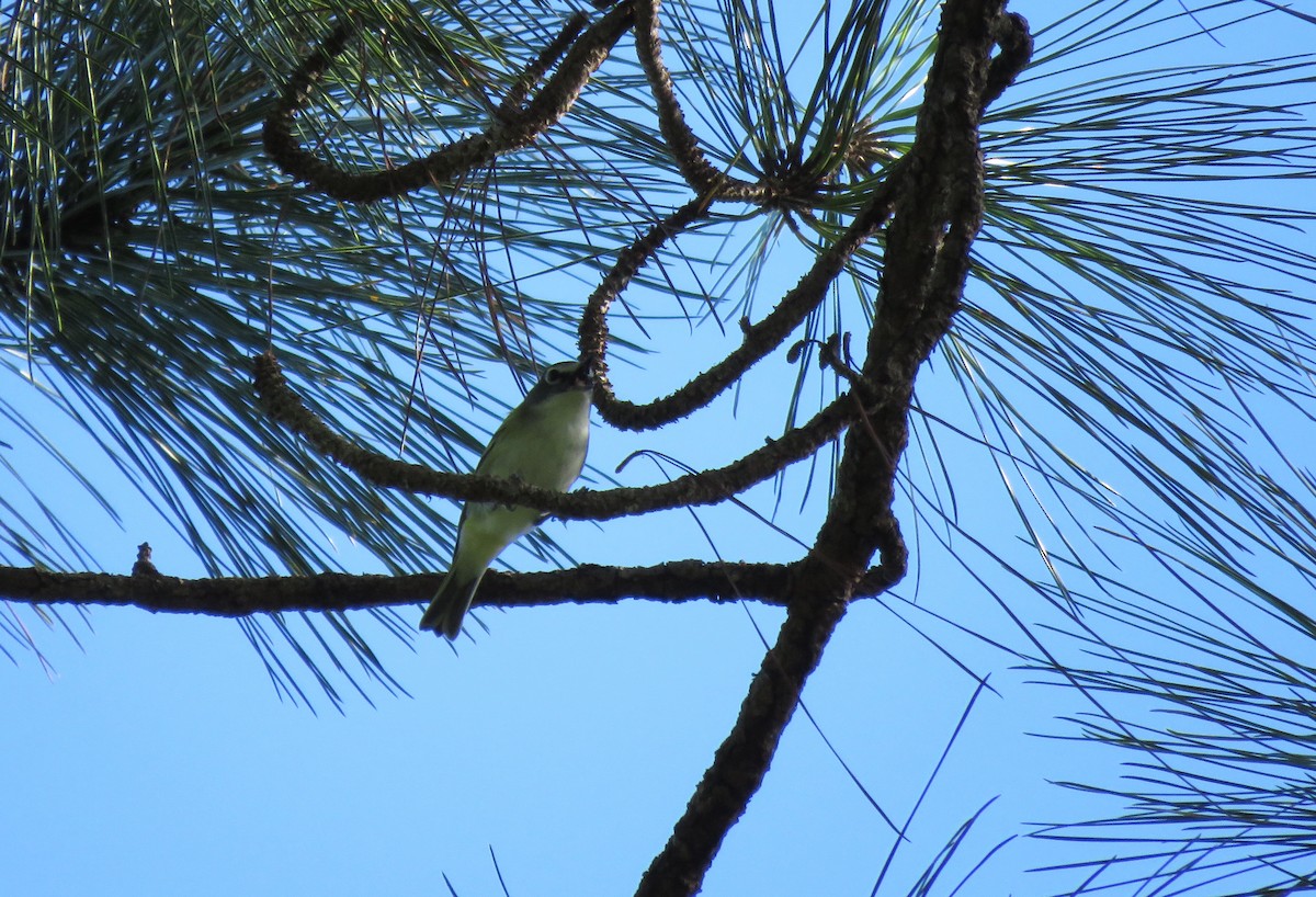 Vireo Solitario - ML76909561