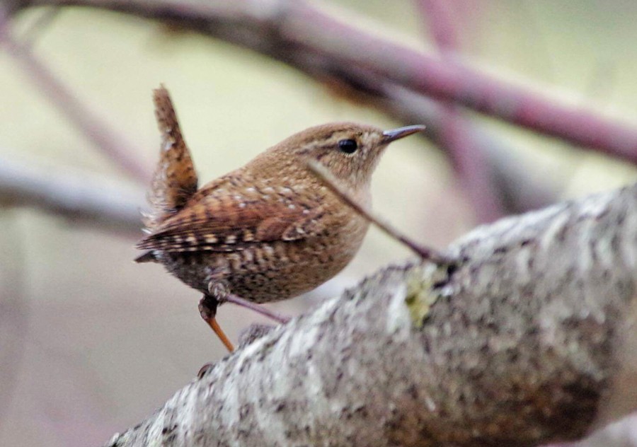 Winter Wren - ML76915231