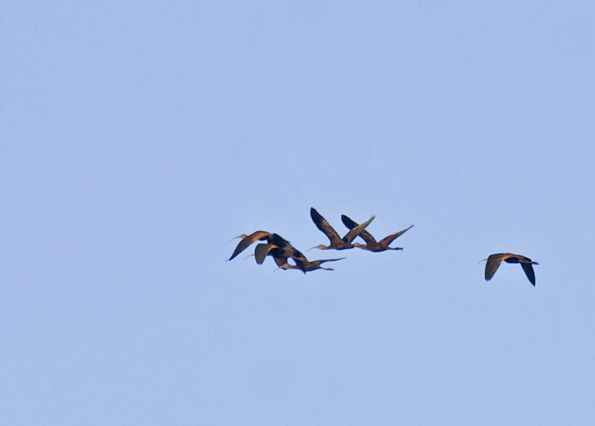 White-faced Ibis - Greg Gillson