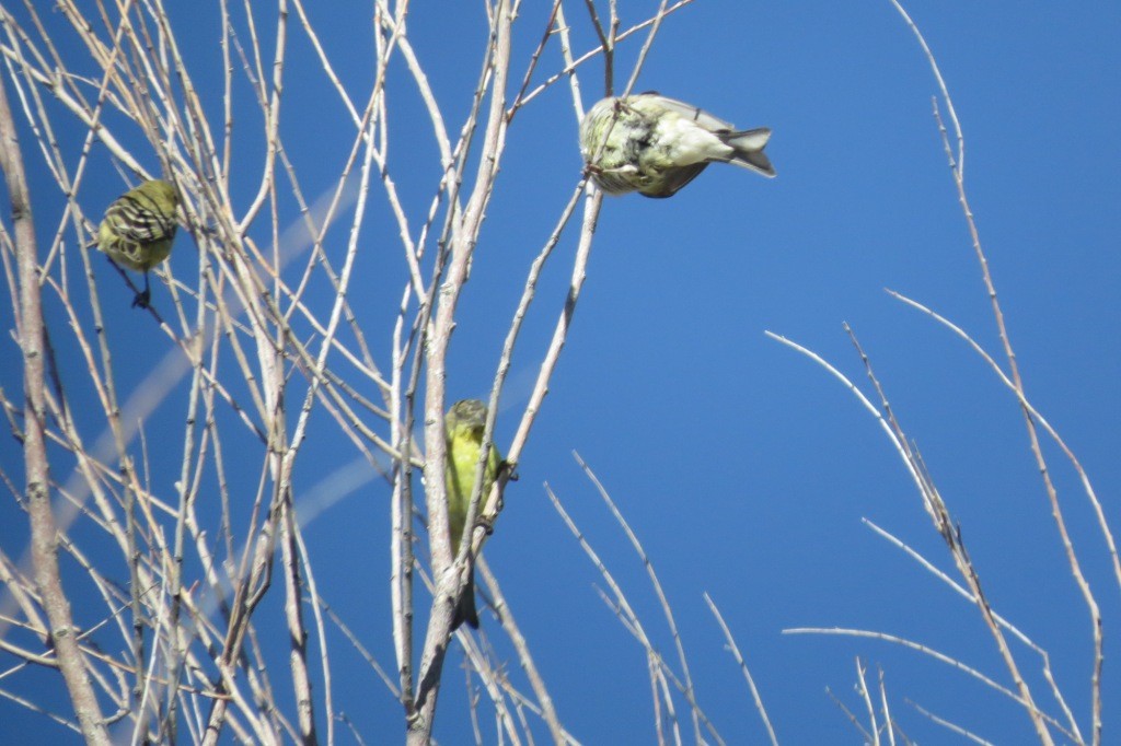 American Goldfinch - Kelly Cherry