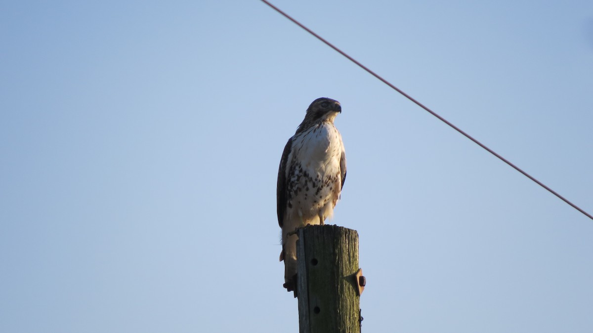 Rotschwanzbussard - ML76917291