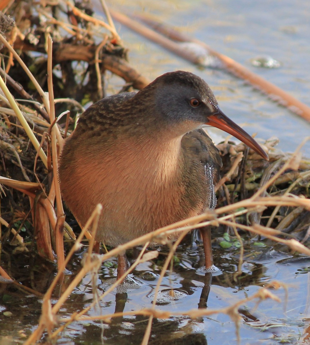 Virginia Rail - ML76918201