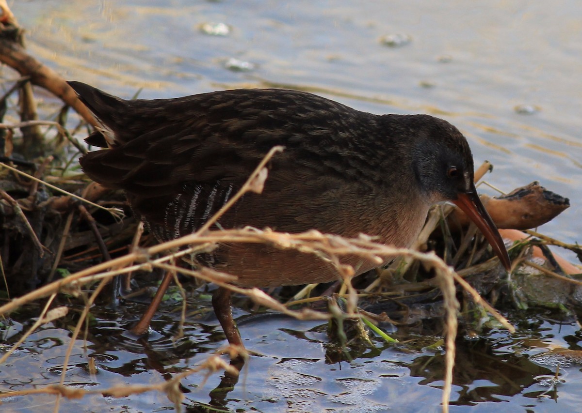 Virginia Rail - ML76918211