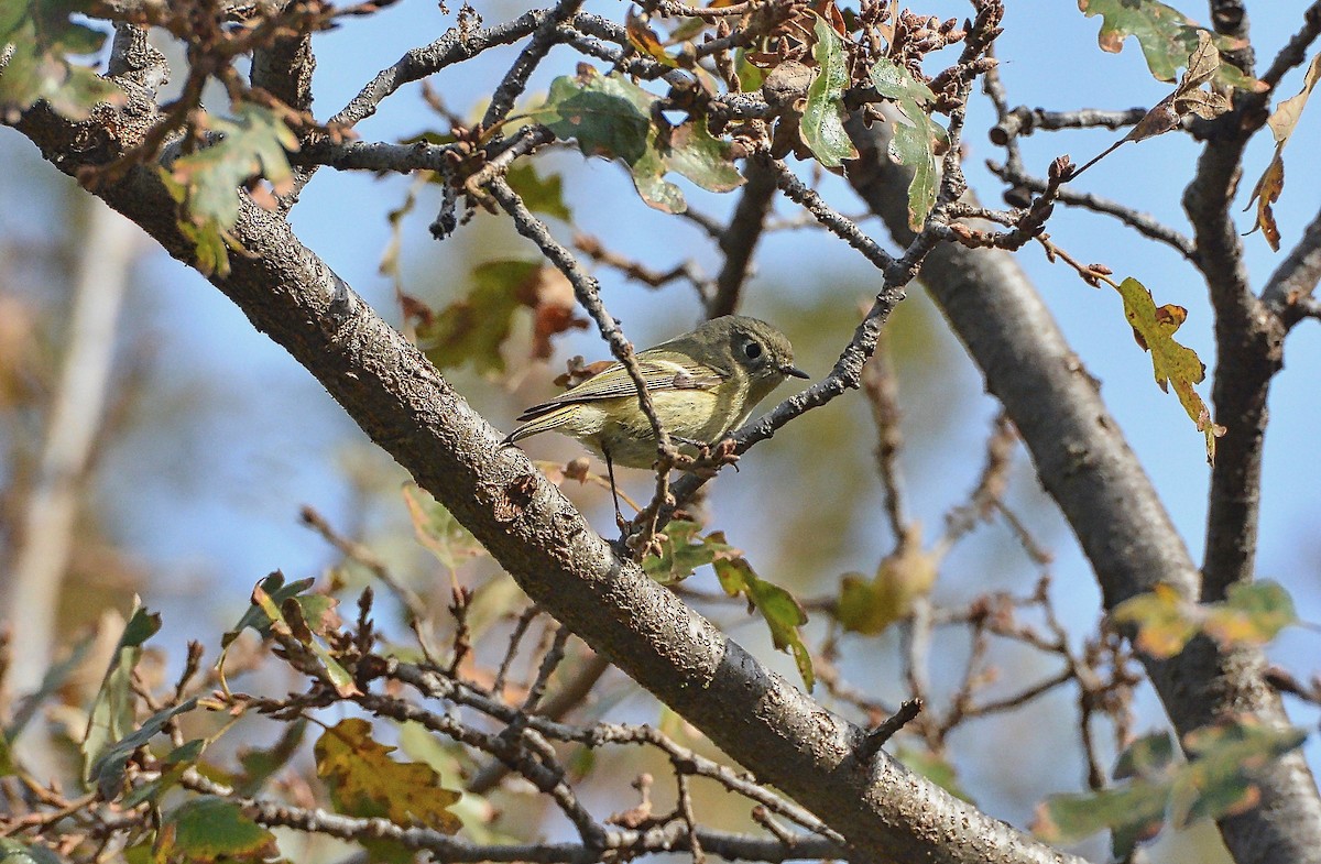 Roitelet à couronne rubis - ML76918871