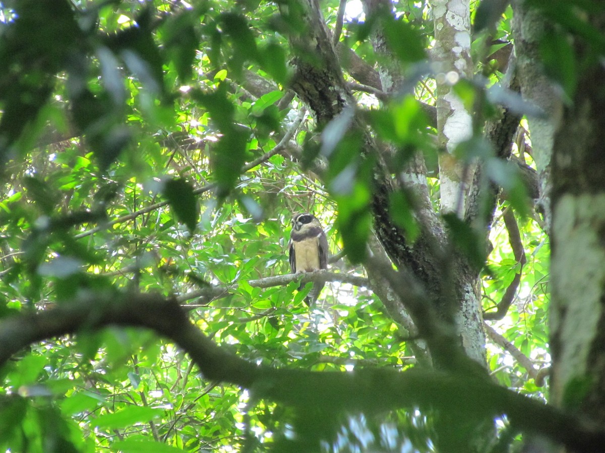 Spectacled Owl - ML76919051