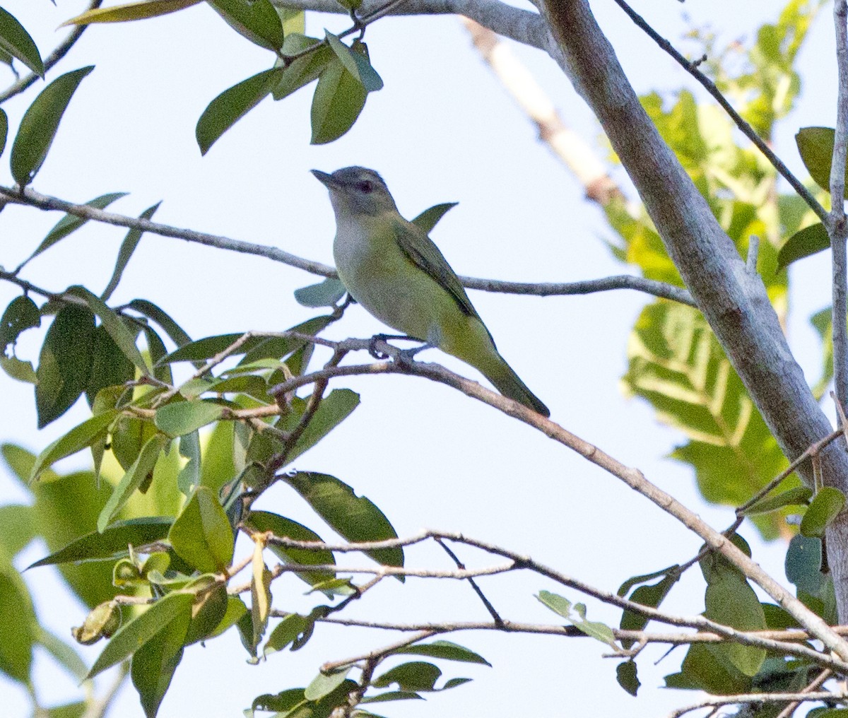 Vireo Verdiamarillo - ML76920731