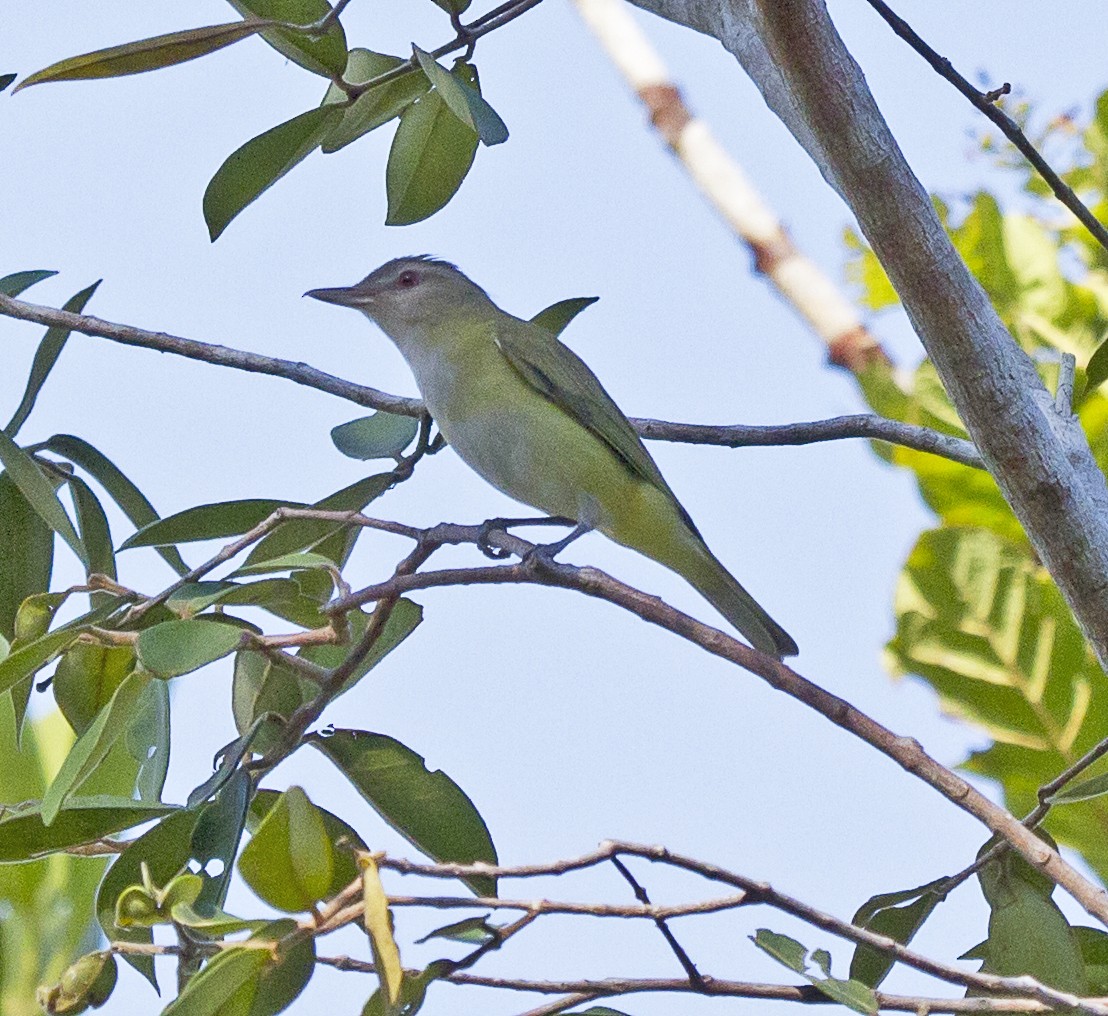 Yellow-green Vireo - Penelope Bauer