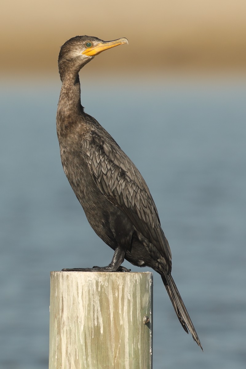 Neotropic Cormorant - ML76923101