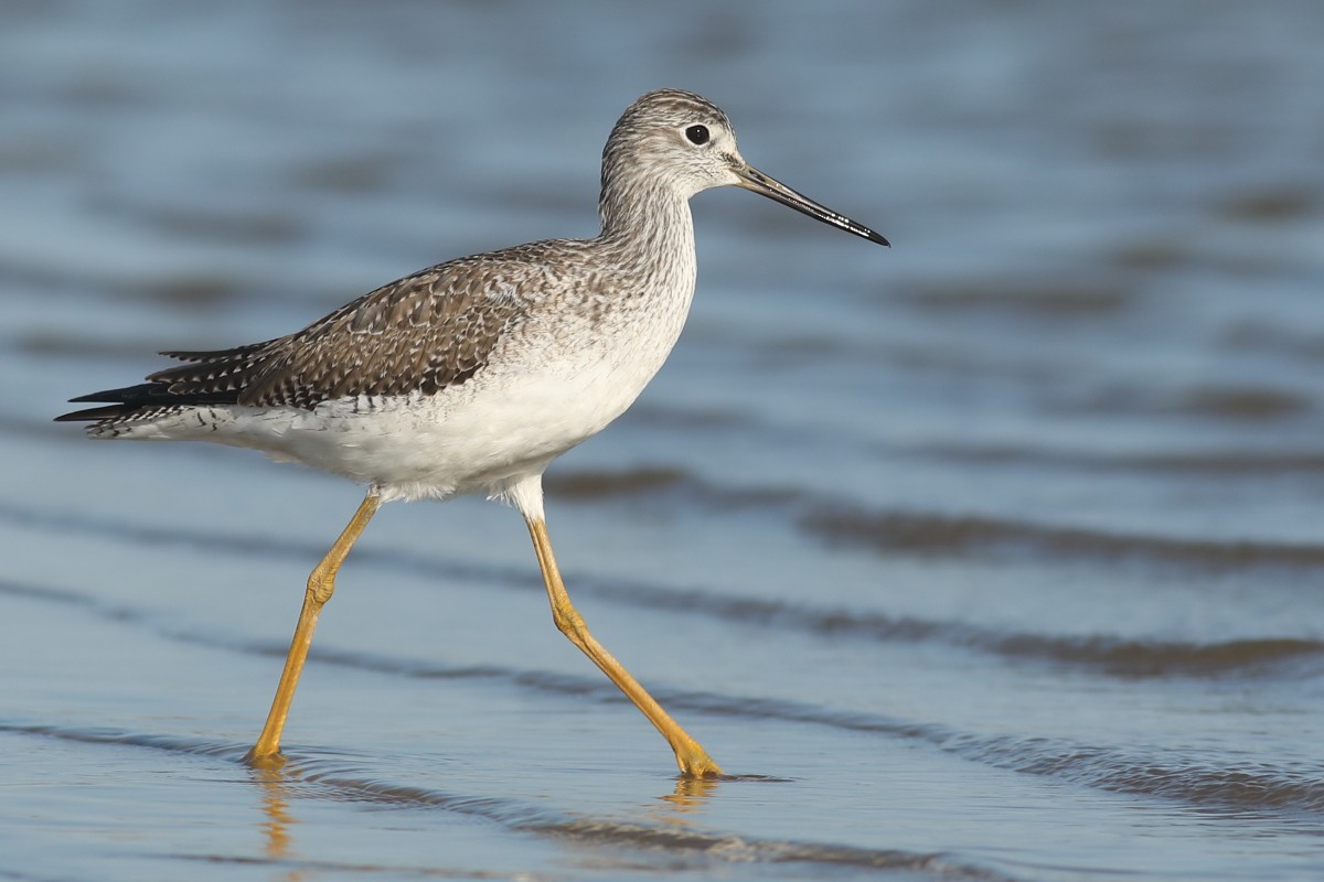 Greater Yellowlegs - ML76923311