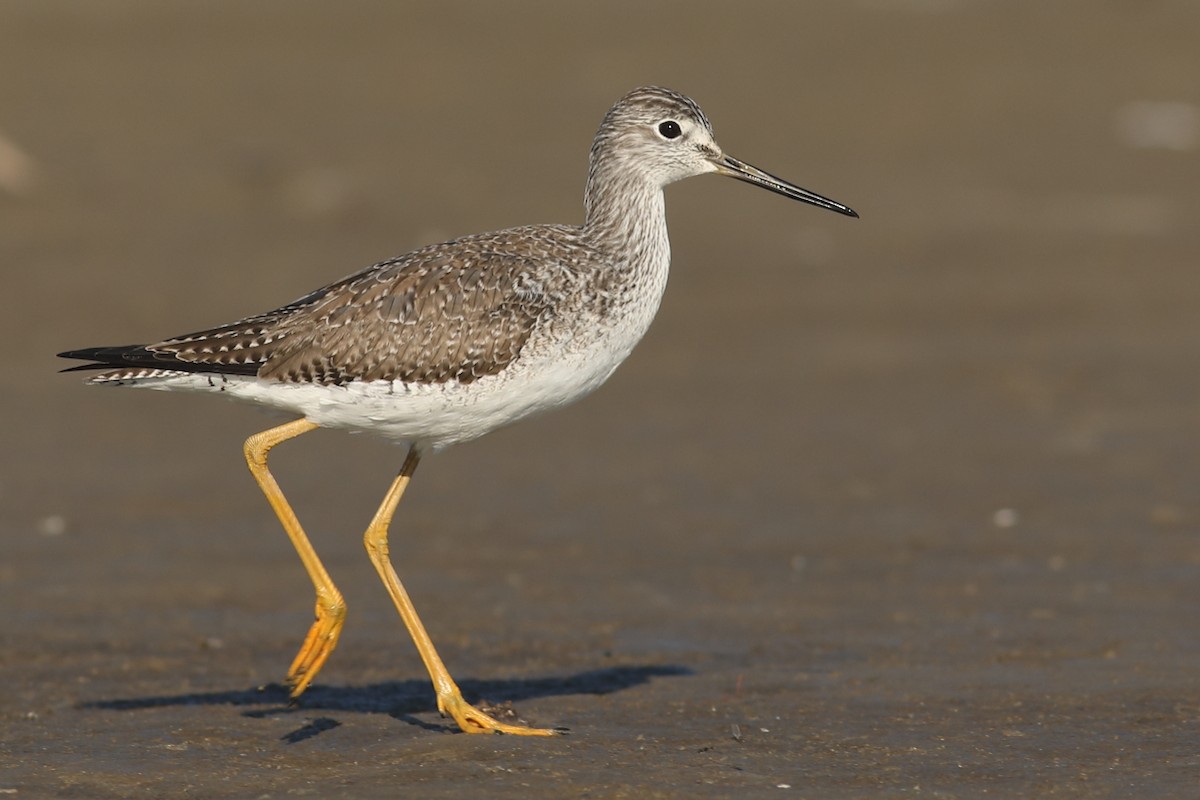 Greater Yellowlegs - ML76923331