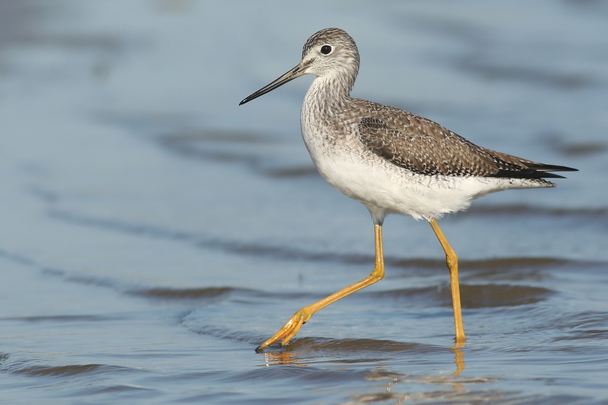 Greater Yellowlegs - ML76923351