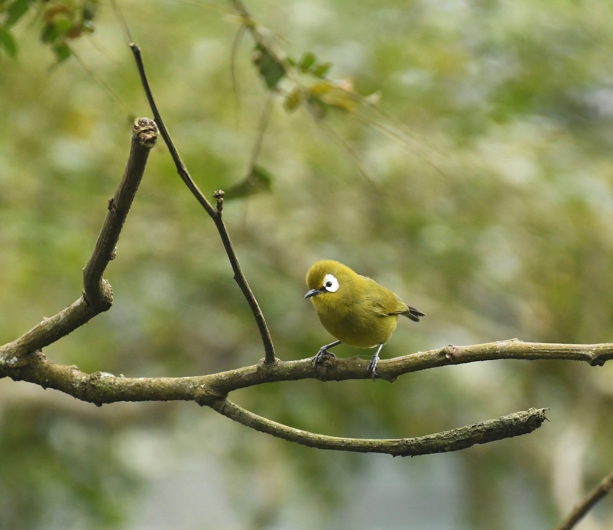 Kilimanjaro White-eye - Theresa Bucher