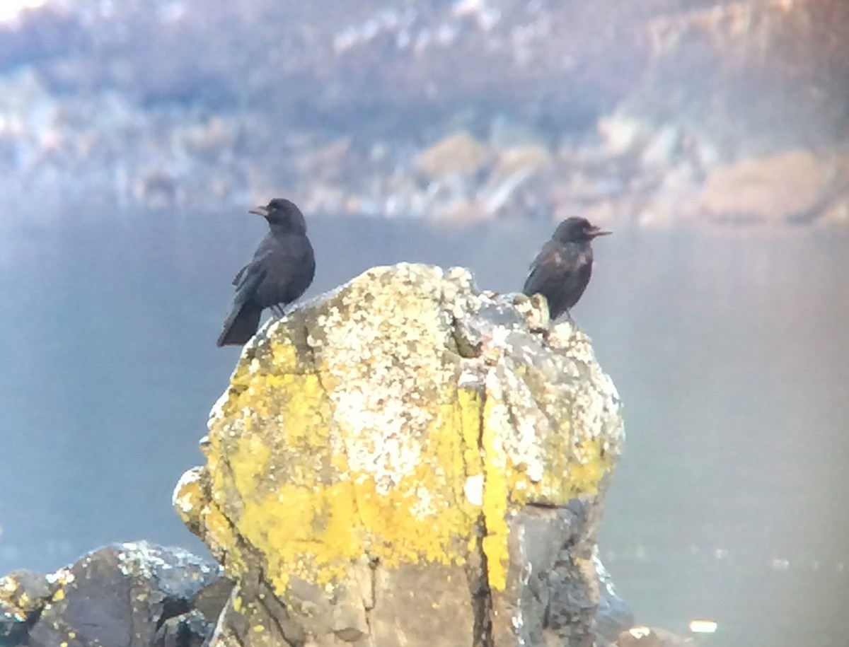 tanımsız karga (Corvus sp.) - ML76925991