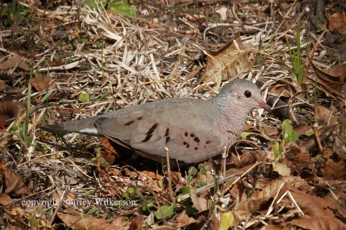 Common Ground Dove - ML76928481