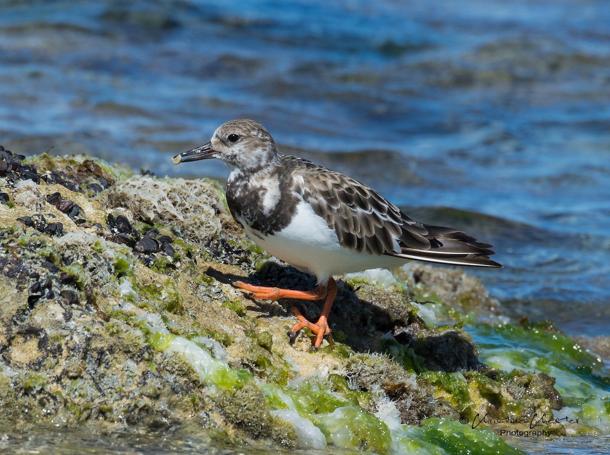 Ruddy Turnstone - ML76931181