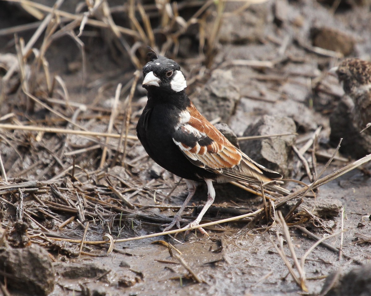 Chestnut-backed Sparrow-Lark - ML76931851