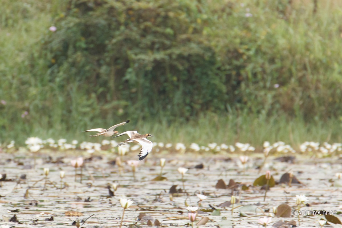 Pheasant-tailed Jacana - ML76932401