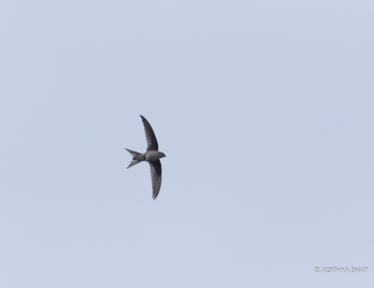 Asian Palm Swift - ML76932411