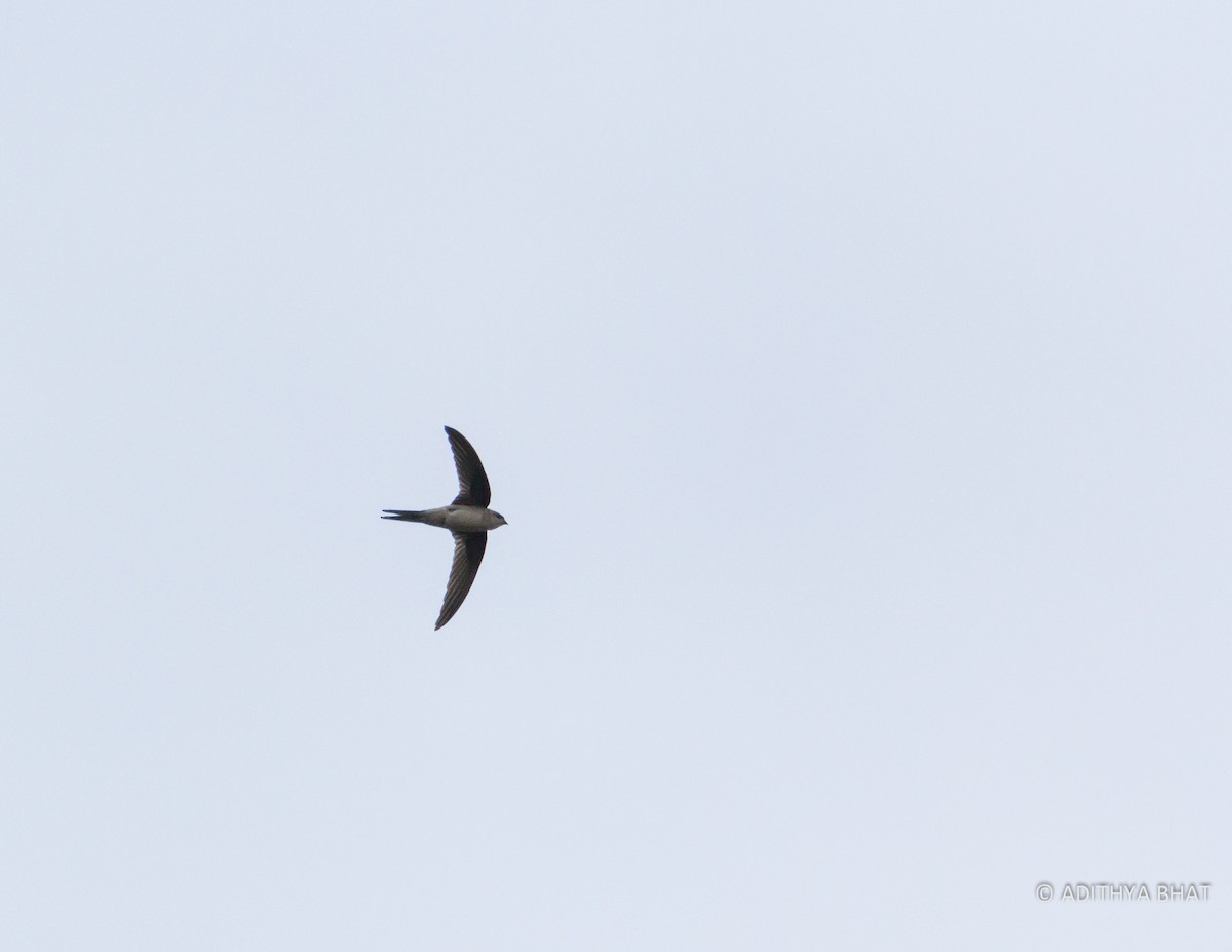 Asian Palm Swift - ML76932421